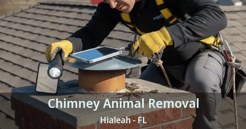 Chimney Animal Removal Hialeah - FL